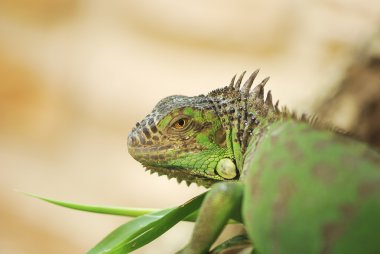 Iguana