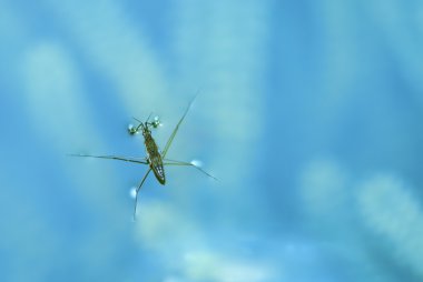 Water strider clipart