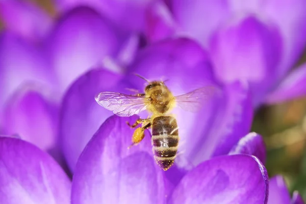 蜂とクロッカス — ストック写真