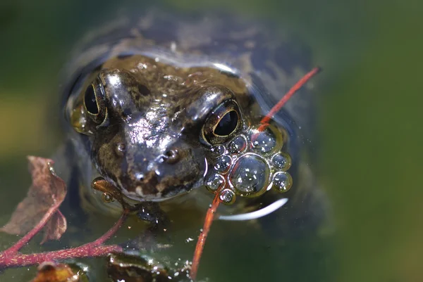 草青蛙 — 图库照片