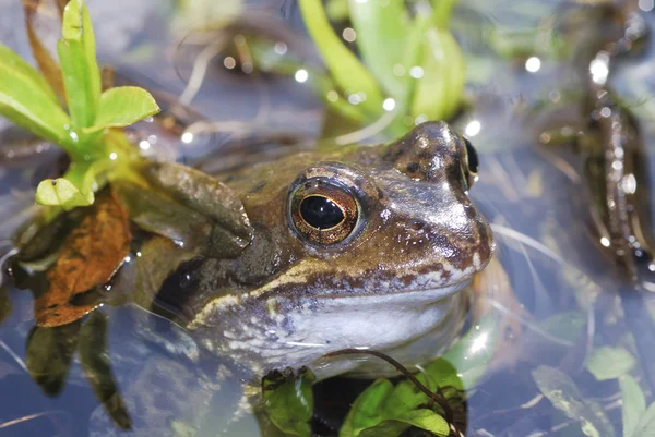 Травяная лягушка — стоковое фото