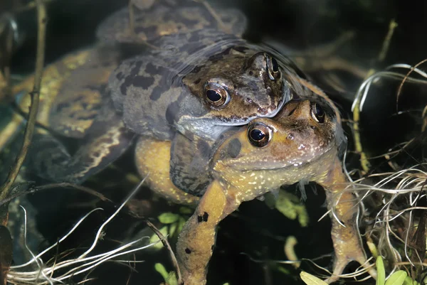 Kurbağa seks — Stok fotoğraf