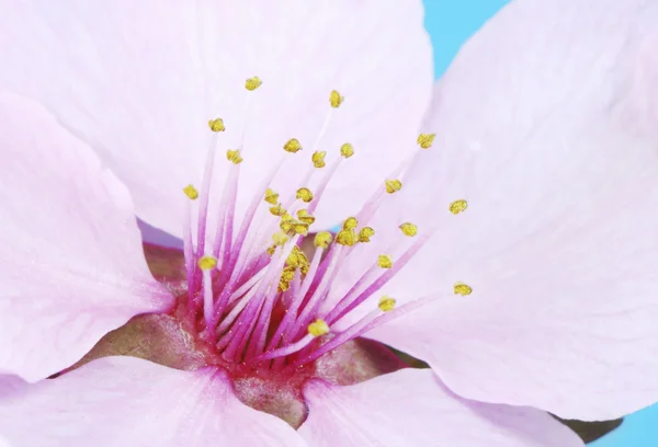 Fiore di prugna — Foto Stock
