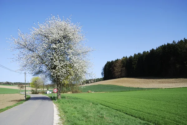 Spring scenic — Stock Photo, Image
