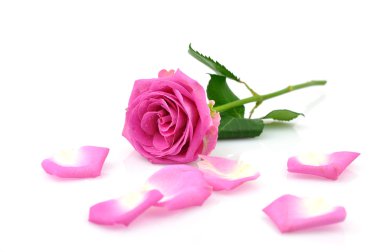 Pink Rose clipart