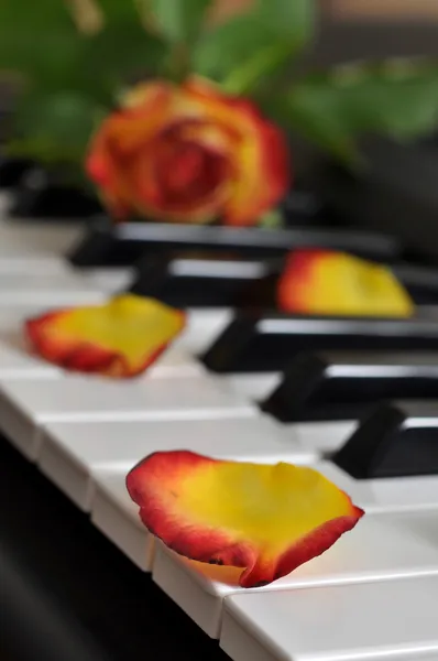在钢琴上的玫瑰 — 图库照片