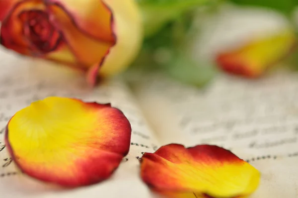 Роза в дневнике — стоковое фото