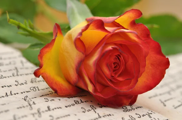Růže na deník — Stock fotografie