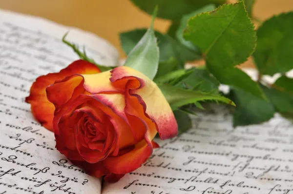 Rose on a Diary — Stock Photo, Image