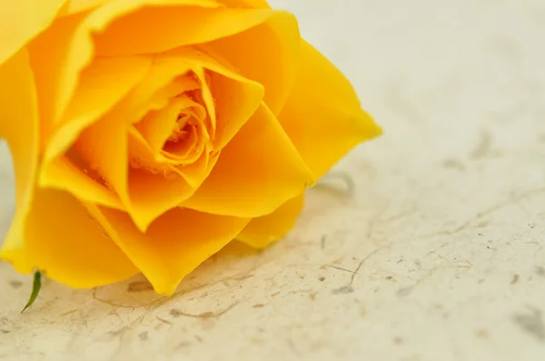 Rosa amarilla única —  Fotos de Stock