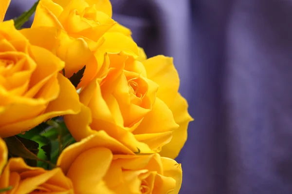 Yellow Roses — Stock Photo, Image