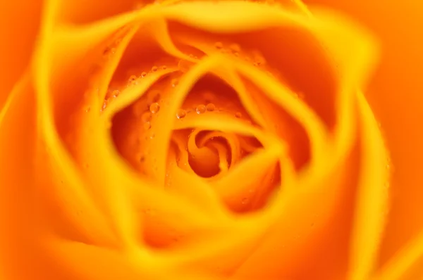 Wet Yellow Rose — Stock Photo, Image