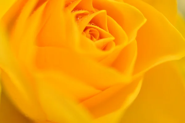 Rosa amarela molhada — Fotografia de Stock