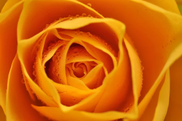 Rose jaune humide — Photo