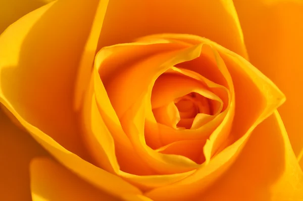 Rosa amarela molhada — Fotografia de Stock
