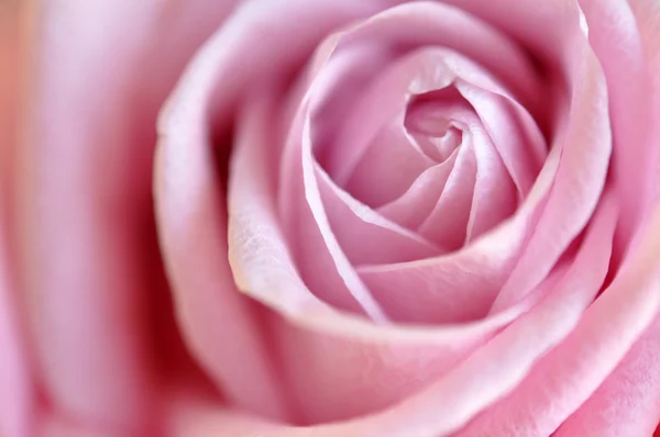 Розовая роза — стоковое фото