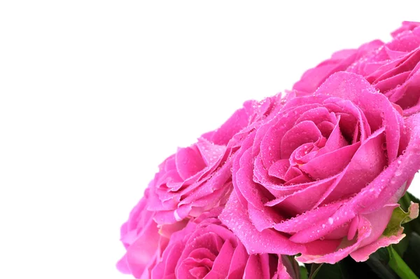 Rosas rosa molhadas — Fotografia de Stock