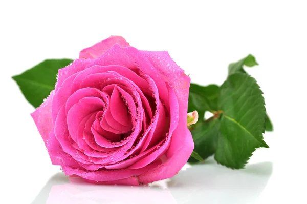 Мокрая розовая роза — стоковое фото
