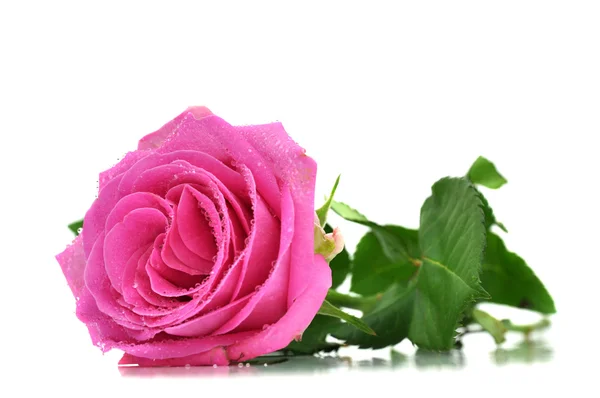 湿粉红玫瑰 — 图库照片