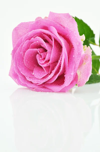 젖은 핑크 로즈 — 스톡 사진
