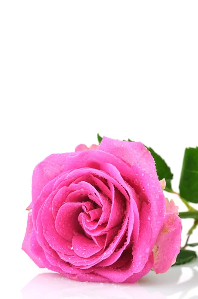 Wet Pink Rose — Stock Photo, Image