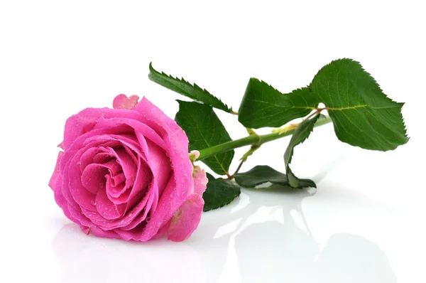 Nedves rózsaszín rózsa — Stock Fotó