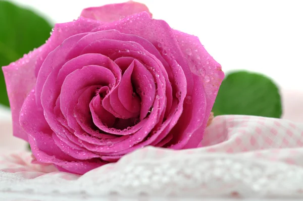 젖은 핑크 로즈 — 스톡 사진