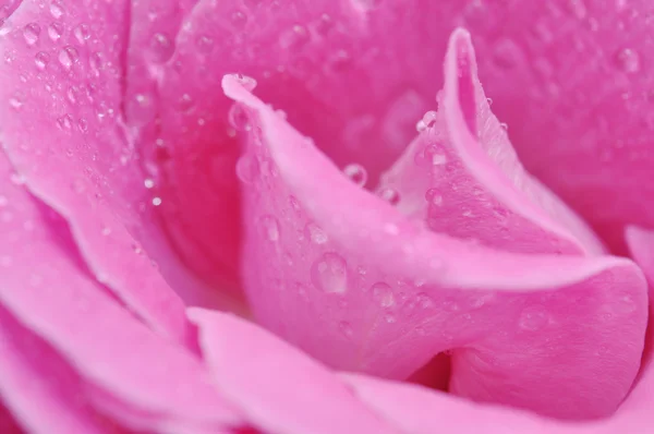 Mokré růžové růže — Stock fotografie