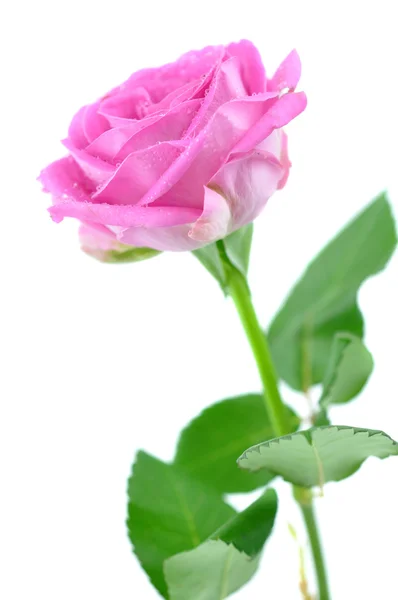Rose rose humide — Photo