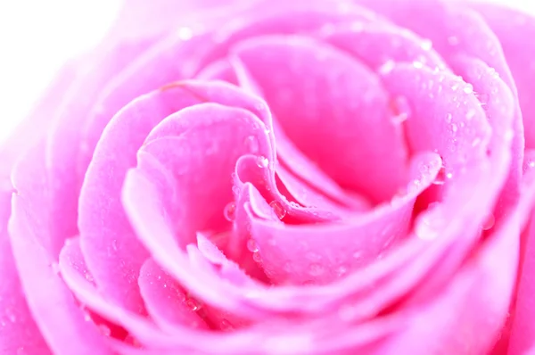 濡れたピンクのバラ — ストック写真