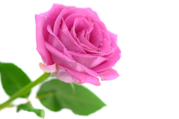 Мокрая розовая роза — стоковое фото