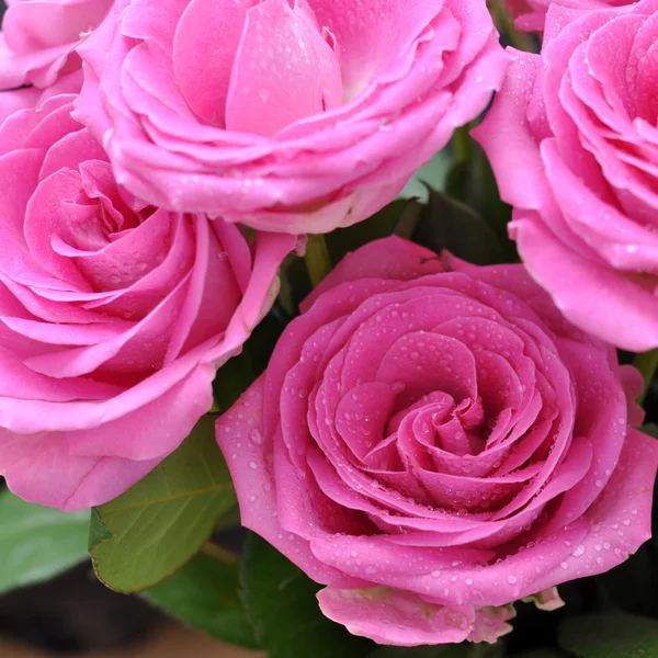 Rosas rosa molhadas — Fotografia de Stock