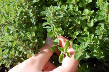 Picking Fresh Oregano clipart