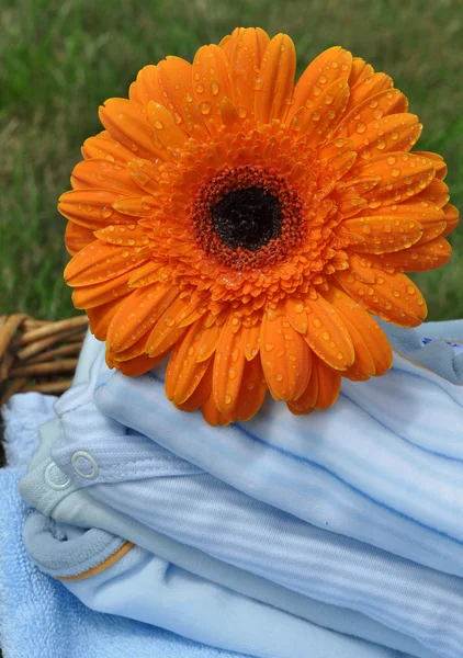Flor húmeda en la ropa azul del bebé — Foto de Stock