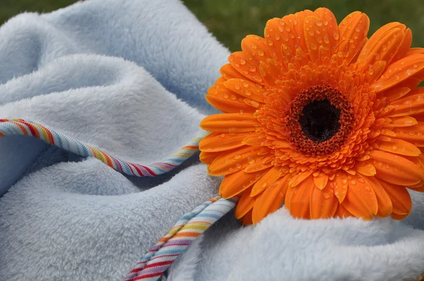 ブルー ・ ベビー毛布を濡れた一輪の花 — ストック写真