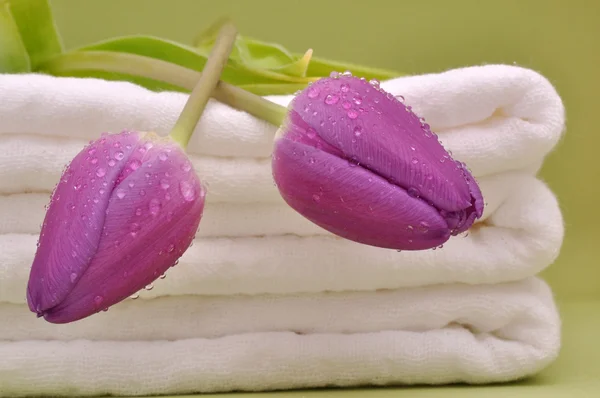 Tulipas molhadas em toalhas — Fotografia de Stock