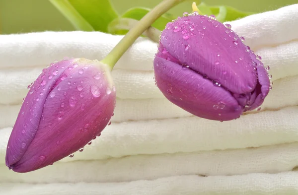 Natte tulpen op handdoeken — Stockfoto