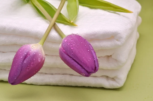 Влажные тюльпаны на полотенцах — стоковое фото