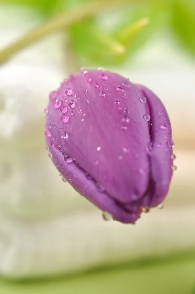 Wet Tulip on Towels — Stock Photo, Image