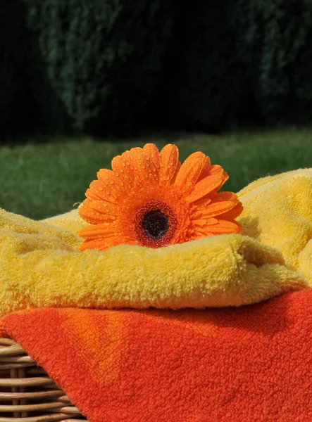 Asciugamani freschi — Foto Stock