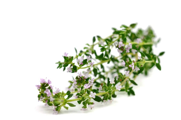 stock image Blooming Thyme