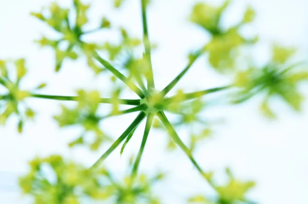 咲くパセリ — ストック写真