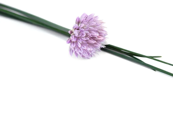 Квітучий зелену цибулю — стокове фото