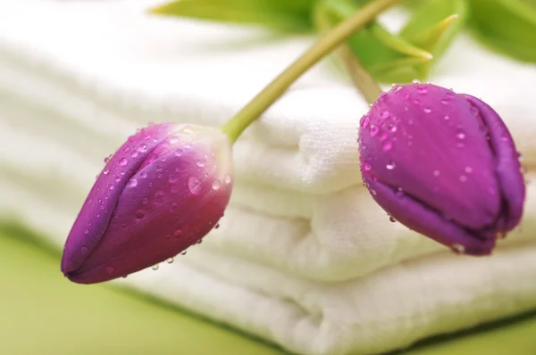Wet Tulips on Towels Stock Image