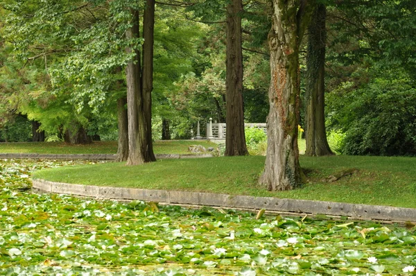 연못 옆에 있는 나무 — 스톡 사진