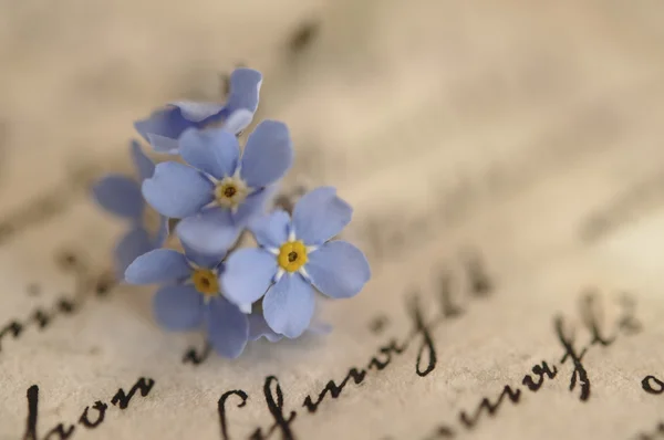 Forget-me-not on Diary — Stock Photo, Image