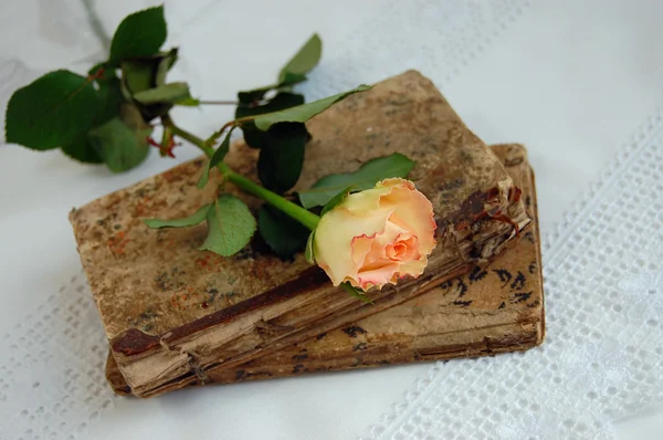 Rosa delicada em livros antigos — Fotografia de Stock