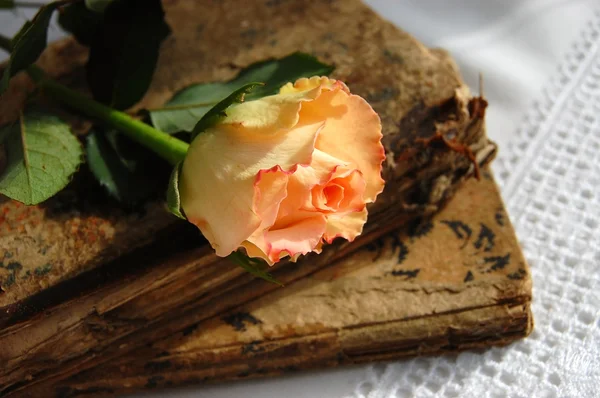 Jemné růže na staré knihy — Stock fotografie