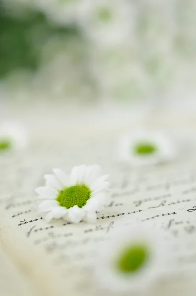 关于日记的小雏菊 — 图库照片