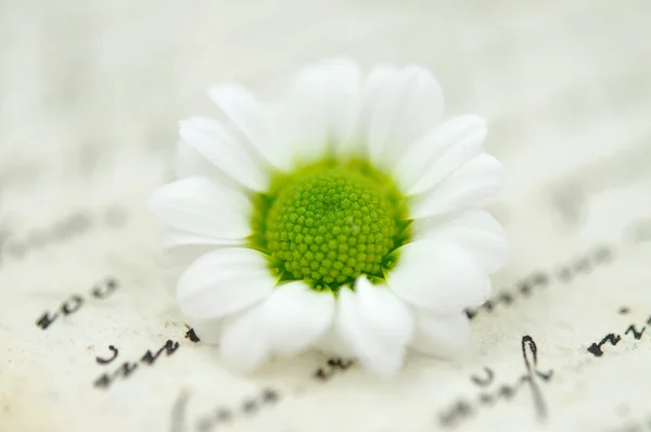 Lilla daisy på dagbok — Stockfoto